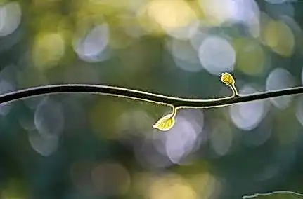 Сукааа скачать 083471